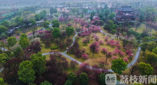 烟雨江南春色美  雨中赏梅令人醉