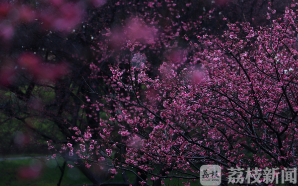 烟雨江南春色美  雨中赏梅令人醉