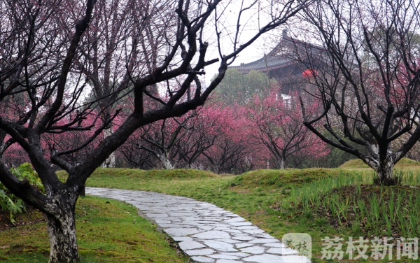 烟雨江南春色美  雨中赏梅令人醉