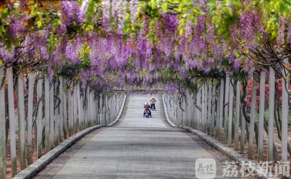 今天(4月12日)上午,荔枝网友在这百米长廊里看到,串串粉紫的紫藤花