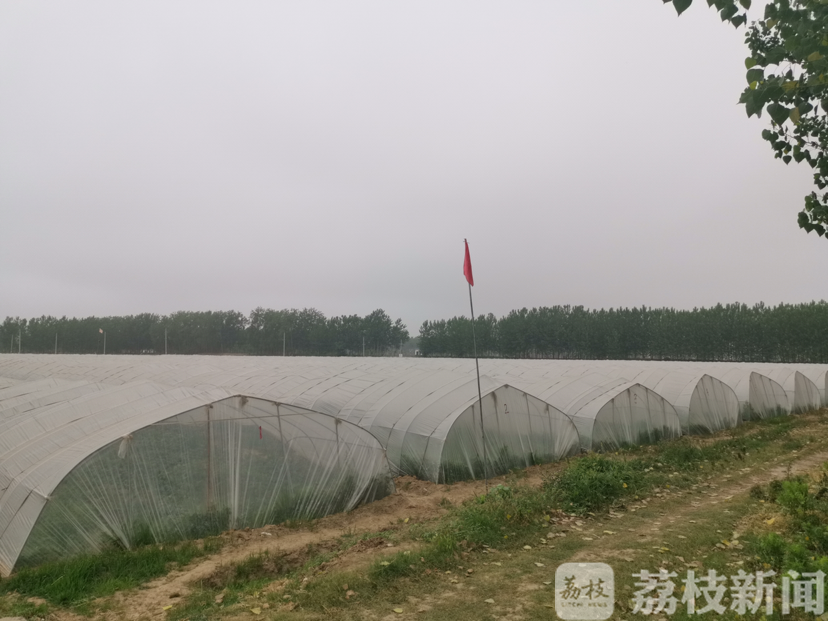「」，贫困村变“品牌”村 ：荔直播走进淮安市苏嘴镇沙吉村 小西瓜成就大产业