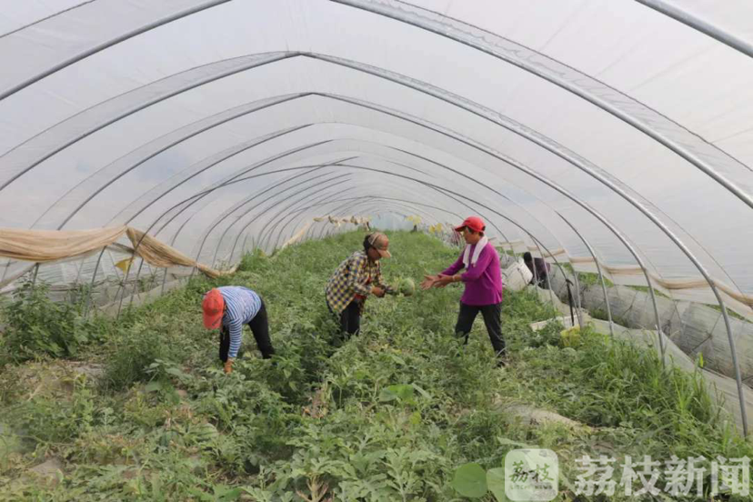 「」，贫困村变“品牌”村 ：荔直播走进淮安市苏嘴镇沙吉村 小西瓜成就大产业