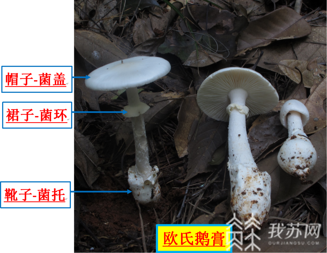 蘑菇■遇到这种蘑菇千万不要吃！毒性极强可致肾衰竭