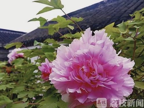 [古镇]盐城伍佑千年古镇的“前世今生” 《镜花缘》就是在这里完成
