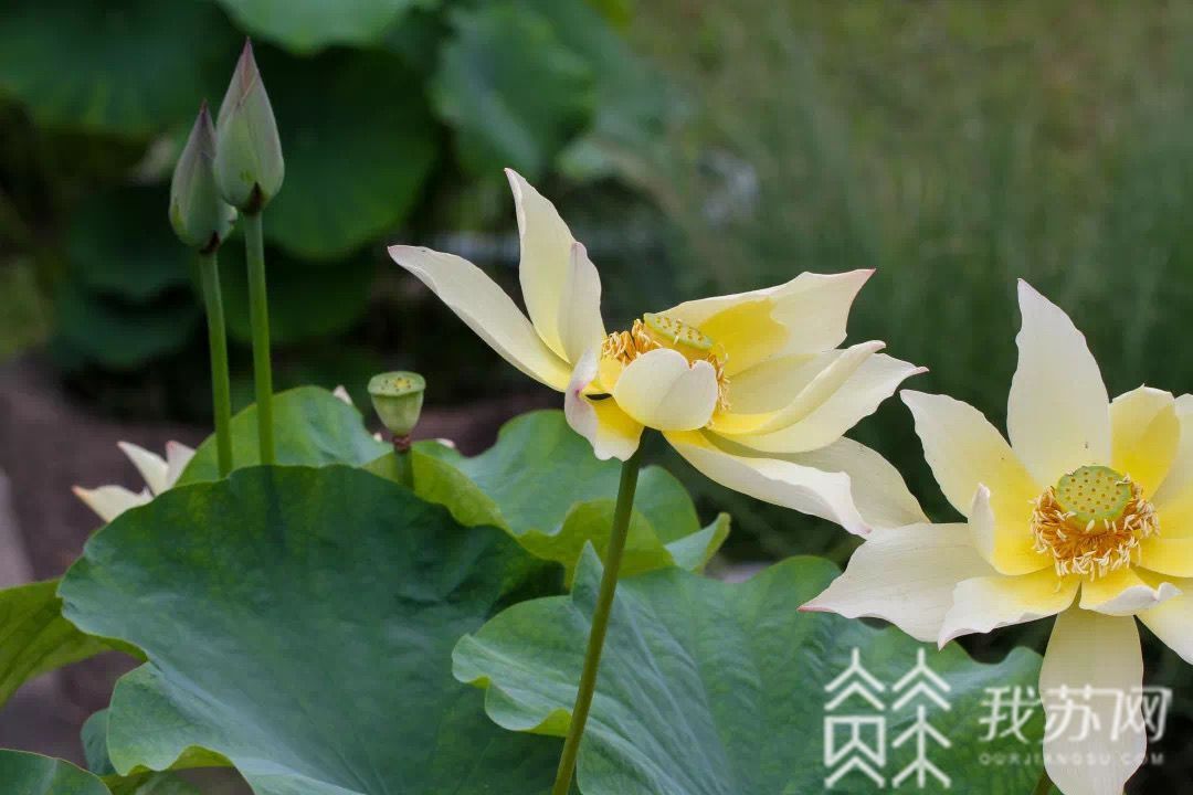 #荷花# 夏日荷花别样红 水韵江苏美景来了