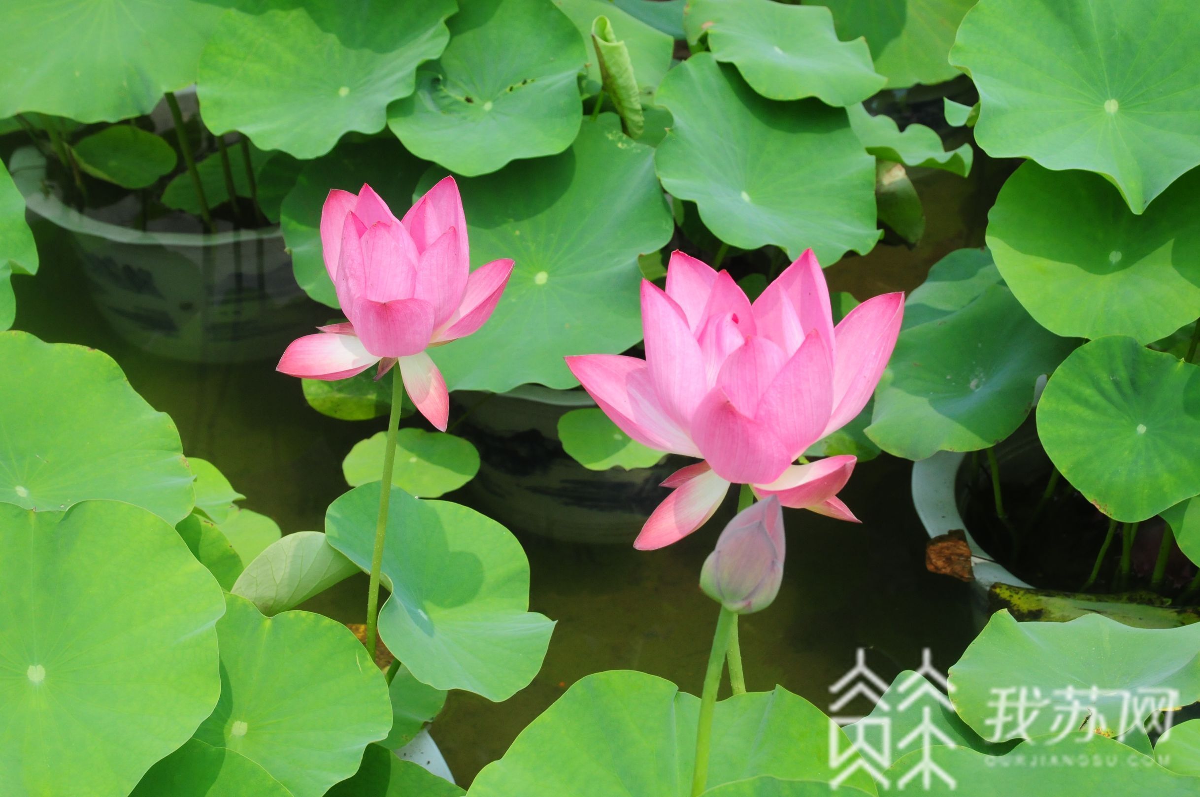 #荷花# 夏日荷花别样红 水韵江苏美景来了