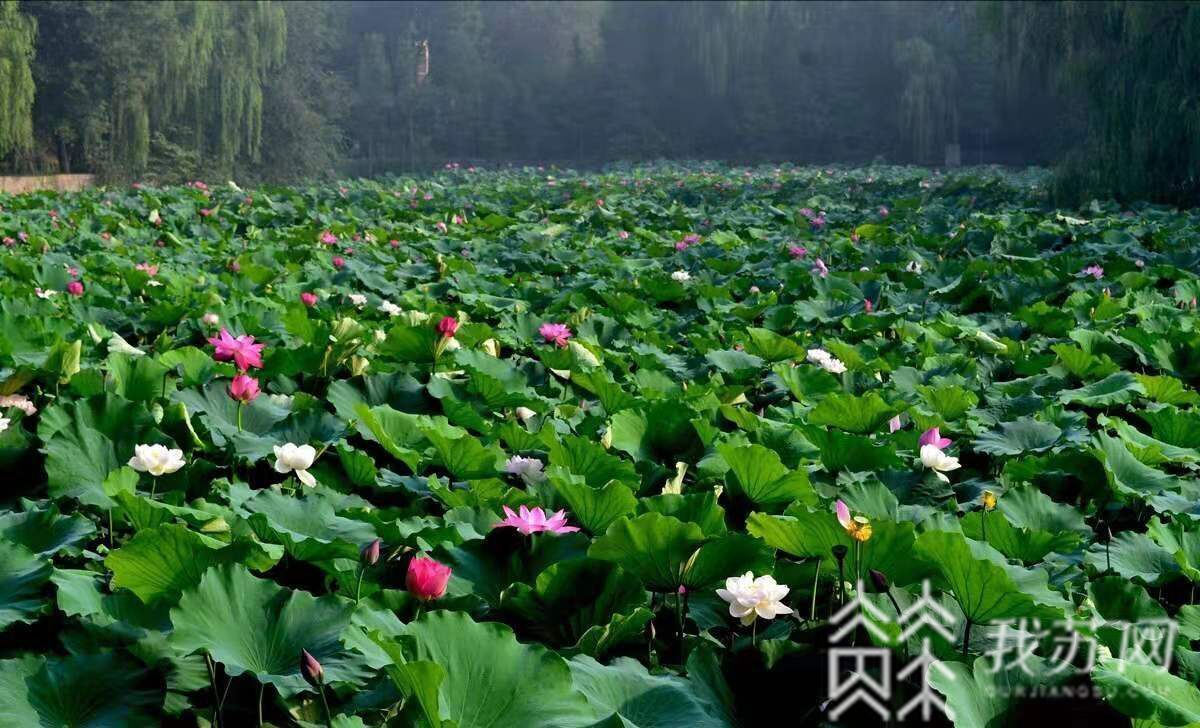 #荷花# 夏日荷花别样红 水韵江苏美景来了