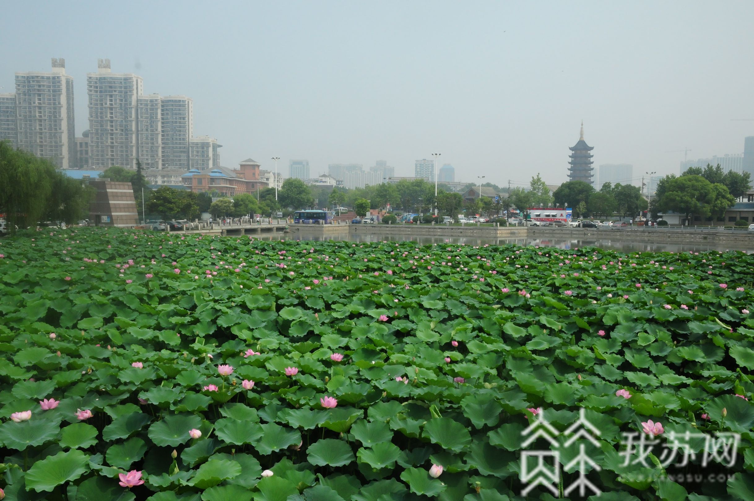 #荷花# 夏日荷花别样红 水韵江苏美景来了