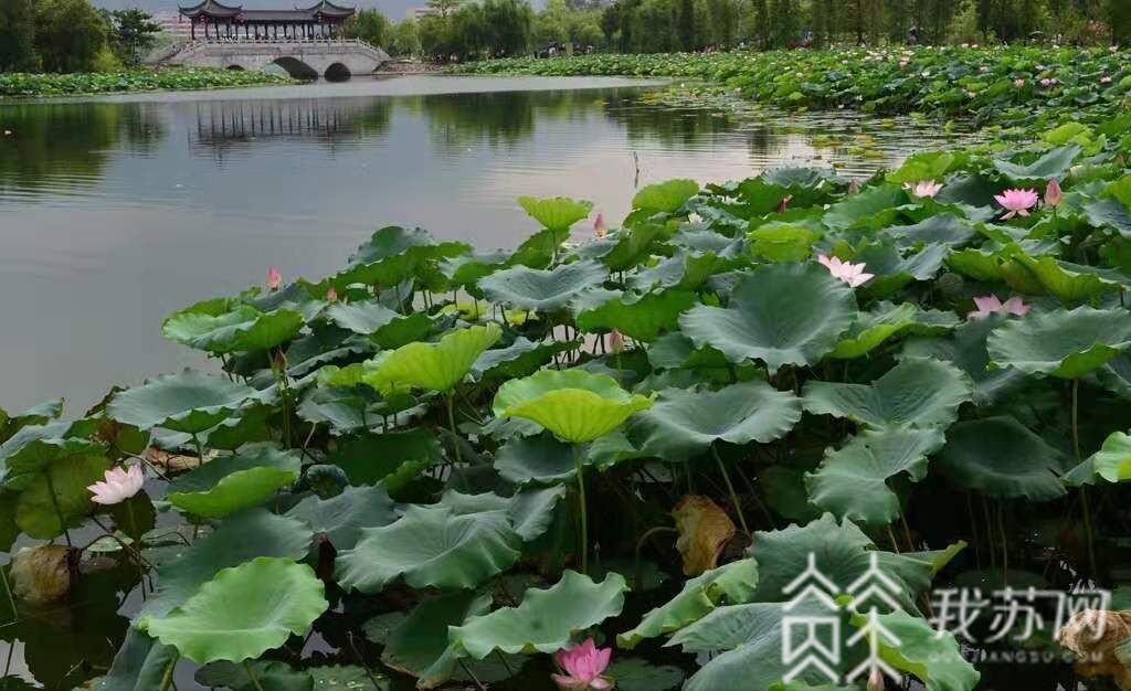 #荷花# 夏日荷花别样红 水韵江苏美景来了