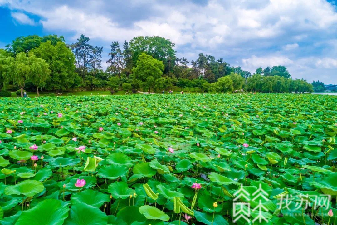 #荷花# 夏日荷花别样红 水韵江苏美景来了