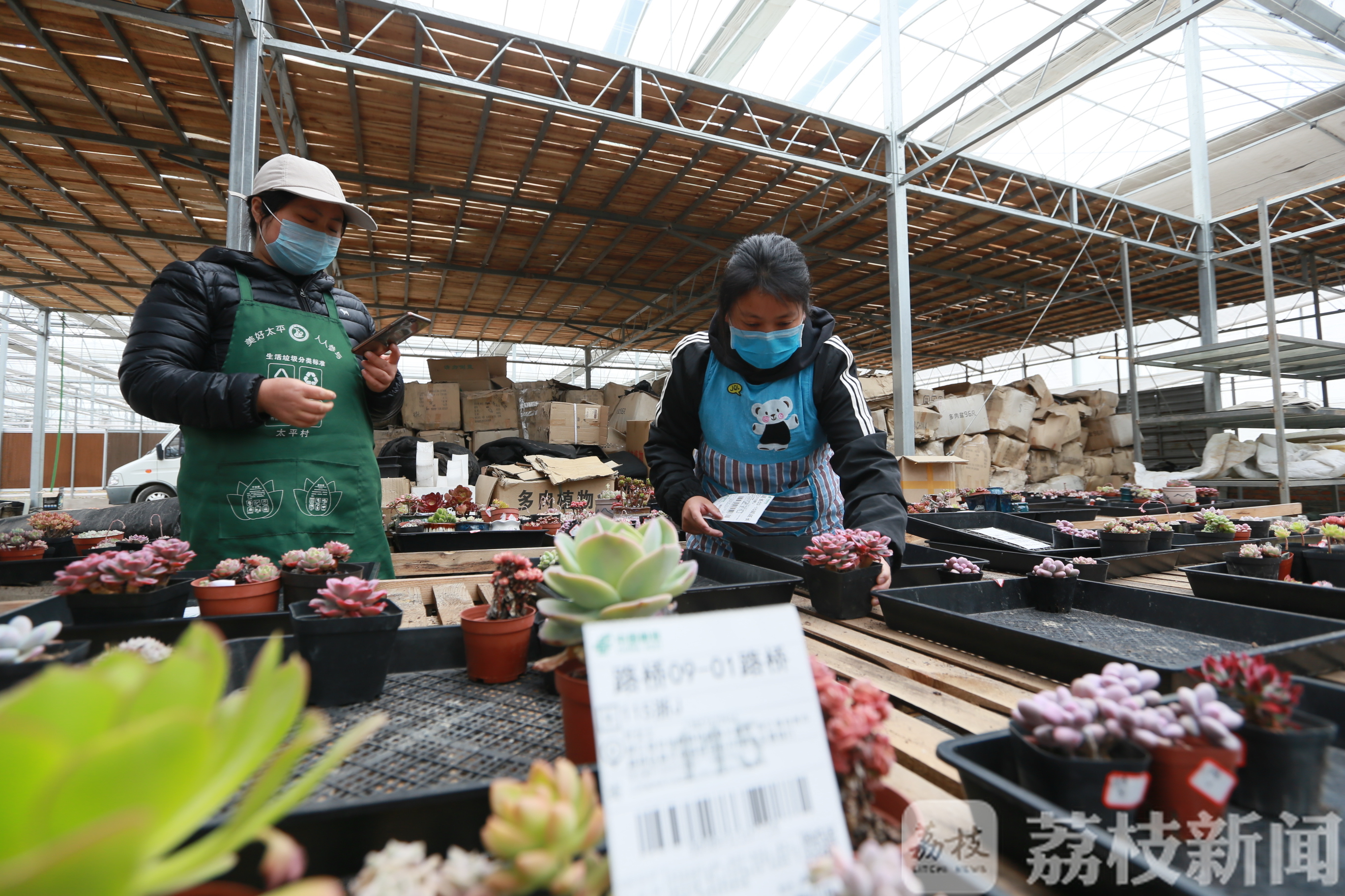 「滞销」 电商+快递解难题 30万盆绿植滞销