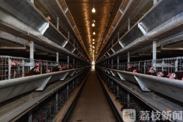 鸡粪变废为宝？电能替代有妙招