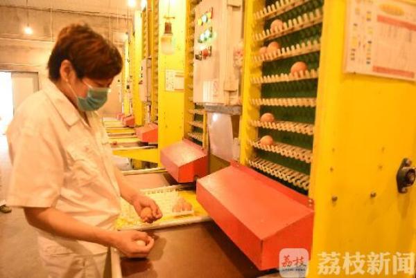 鸡粪变废为宝？电能替代有妙招