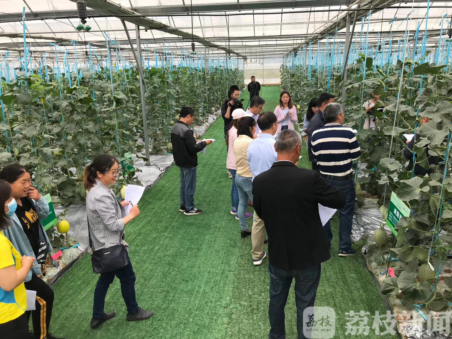 西瓜■口感好!全省最好吃的西瓜甜瓜全在这了…… 品相佳