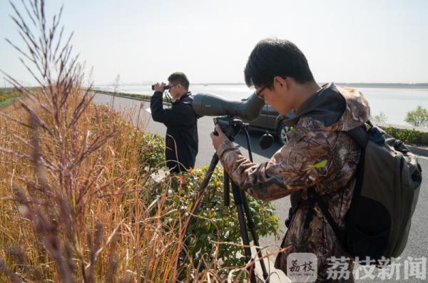 丹顶鹤、东方白鹳......江苏各地迎来越冬候鸟（视频）