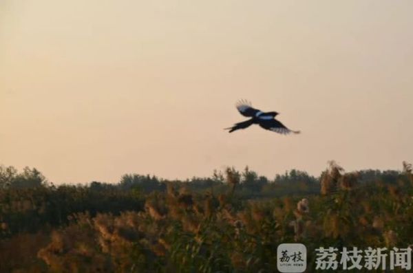 丹顶鹤、东方白鹳......江苏各地迎来越冬候鸟（视频）