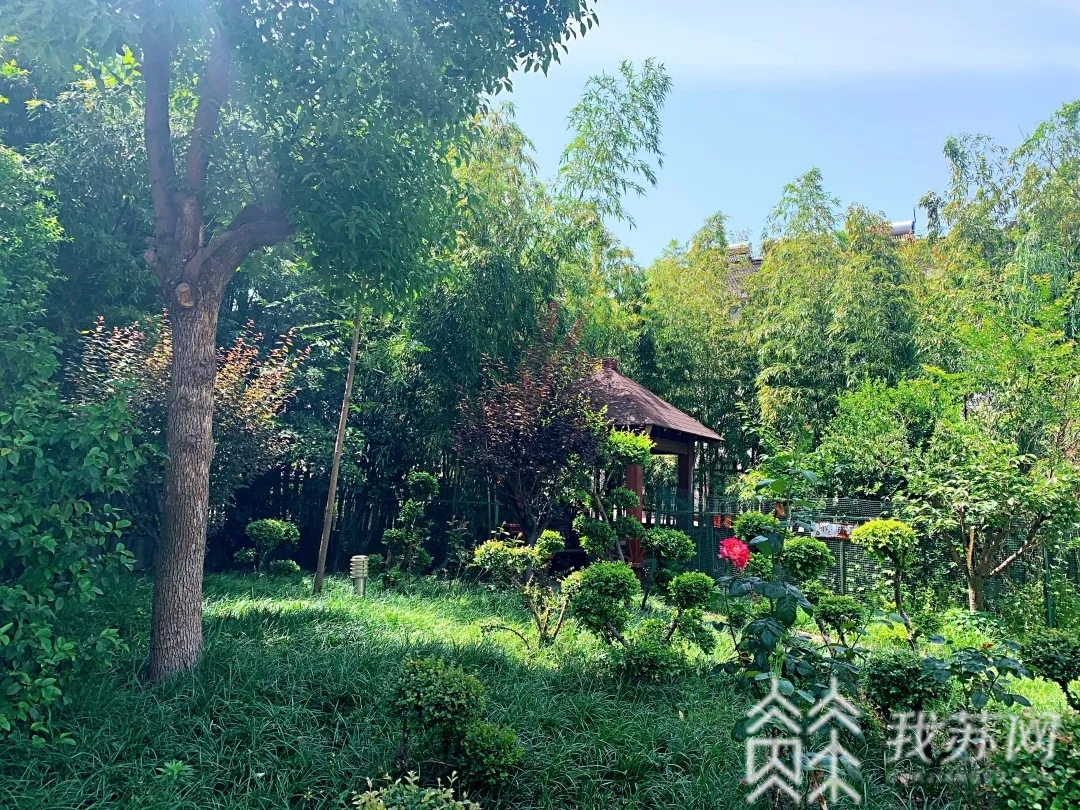 『庭院』常州农家兄弟“最美庭院”决胜之年芳景独好 17年来从不落锁