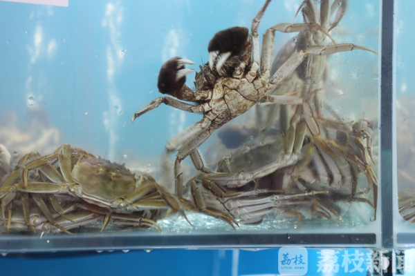 “蟹”逅中秋 第一波大闸蟹新鲜上市啦