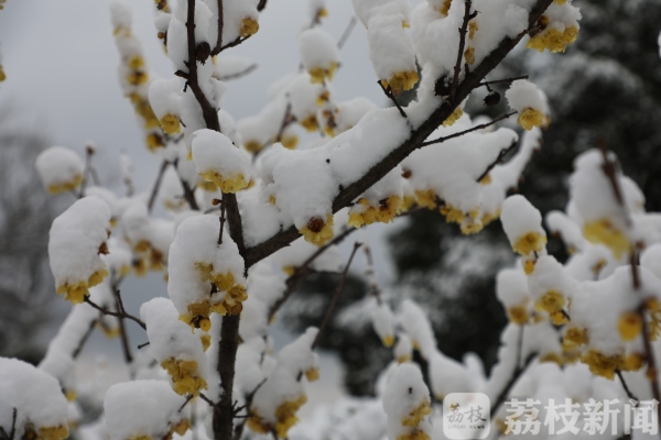 美如画!南京情侣园雪后成仙境