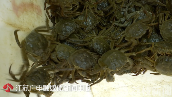 又到蟹肉肥美时！今年中秋吃蟹指南看这里