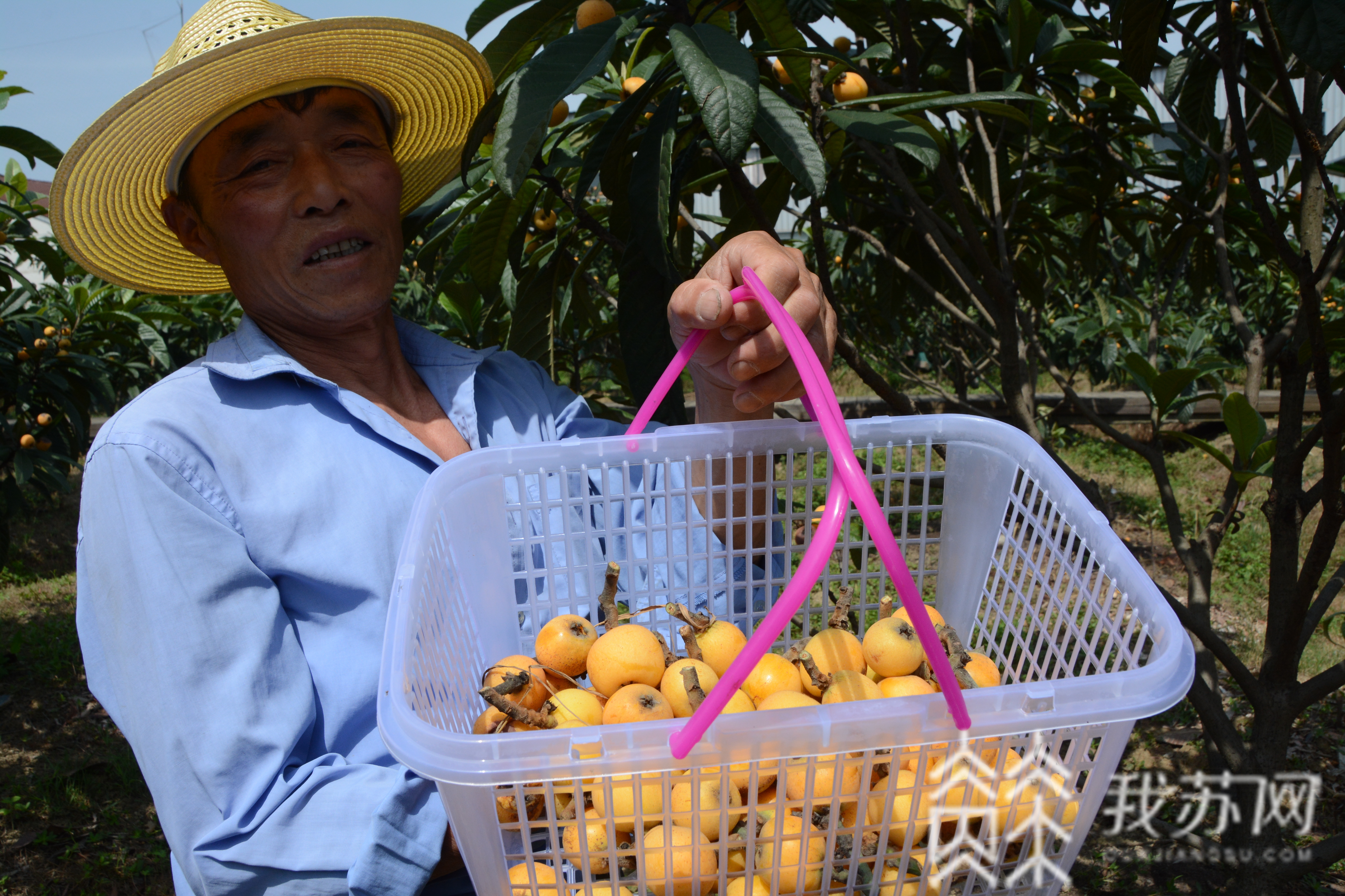 『枇杷』 红红火火就是小康 苏州三任“第一书记”接力栽“金丸”