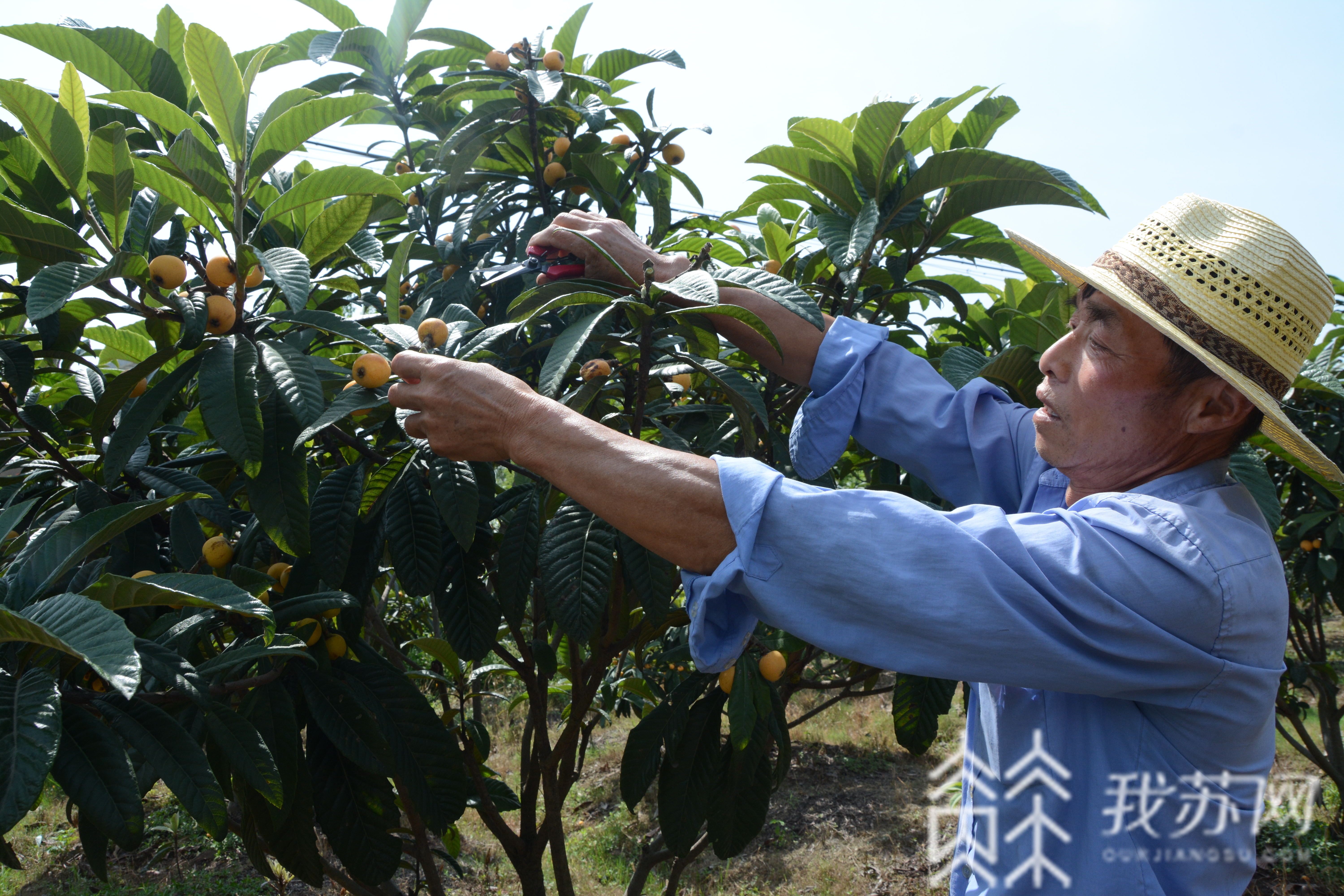 『枇杷』 红红火火就是小康 苏州三任“第一书记”接力栽“金丸”