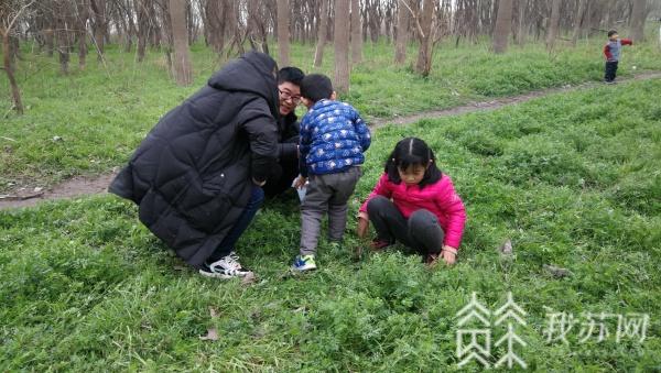 来挖野菜啦!市民"采摘尝鲜"乐在其中