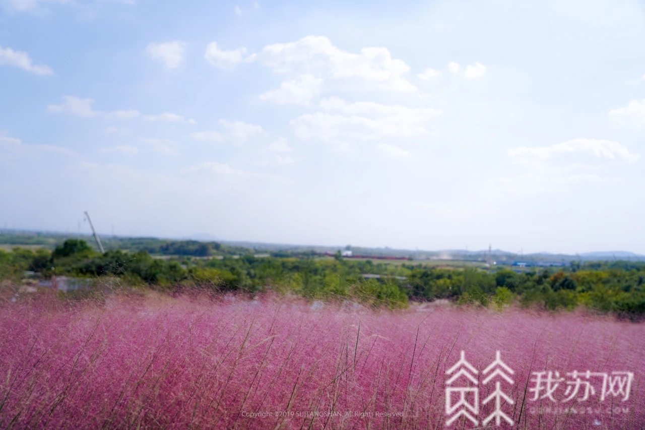 乱子■这里的粉黛乱子草开啦！错过这片粉红，又要等一年