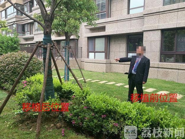 「移植」业主私自移植树木被罚 称影响采光和风水