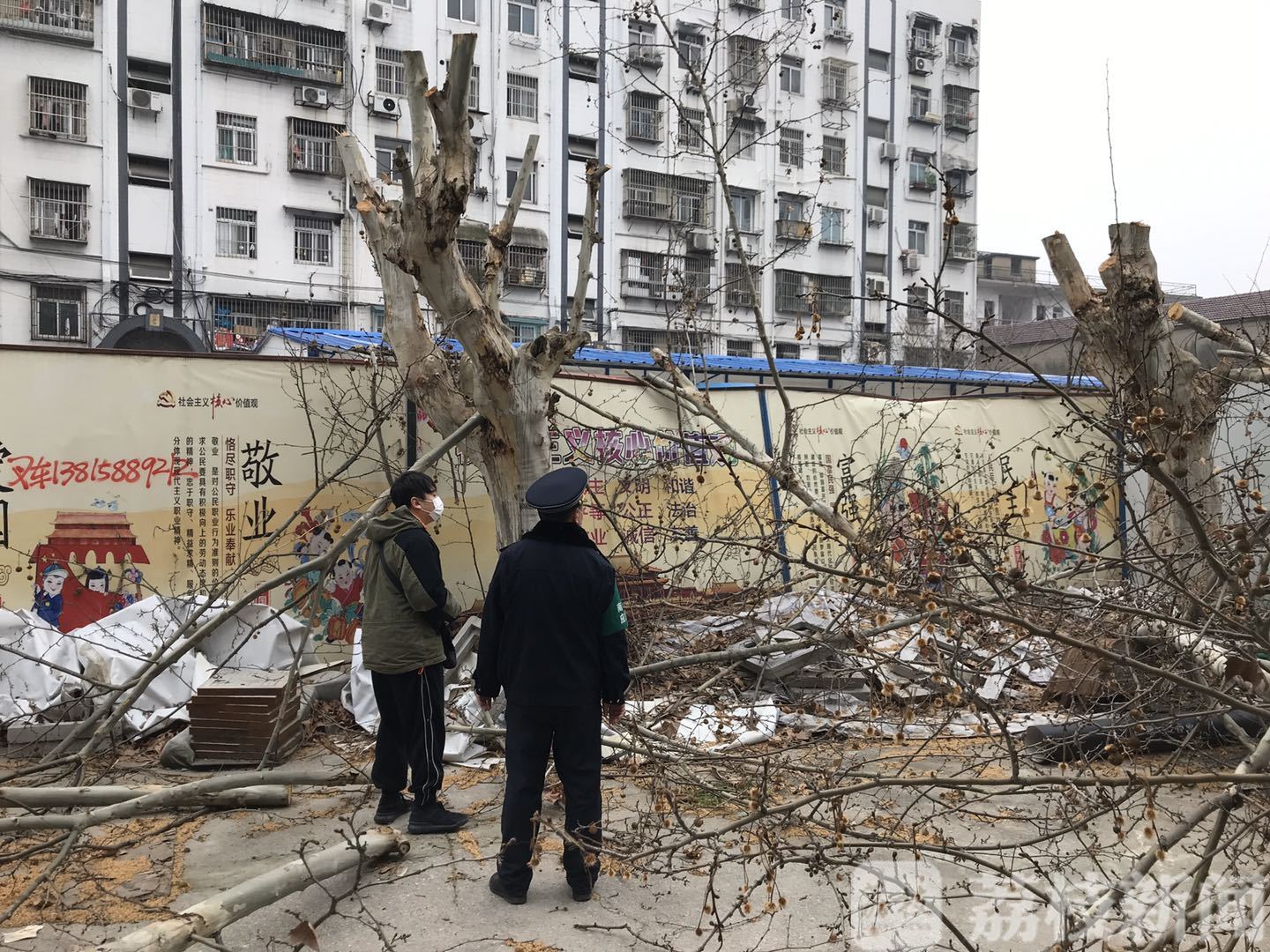 ■无手续就大修剪梧桐树，一家单位因毁绿被中华门城管查处