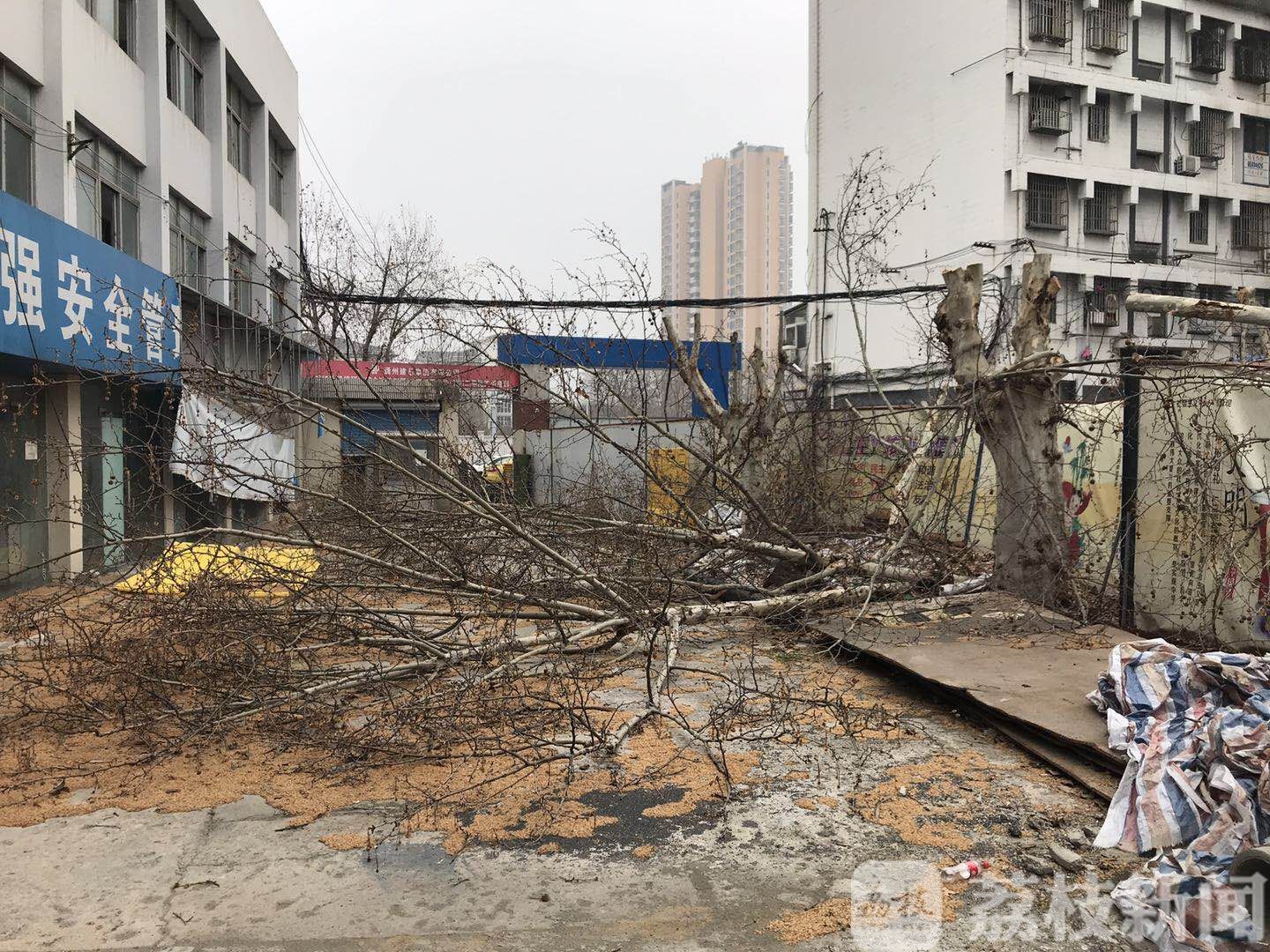 ■无手续就大修剪梧桐树，一家单位因毁绿被中华门城管查处