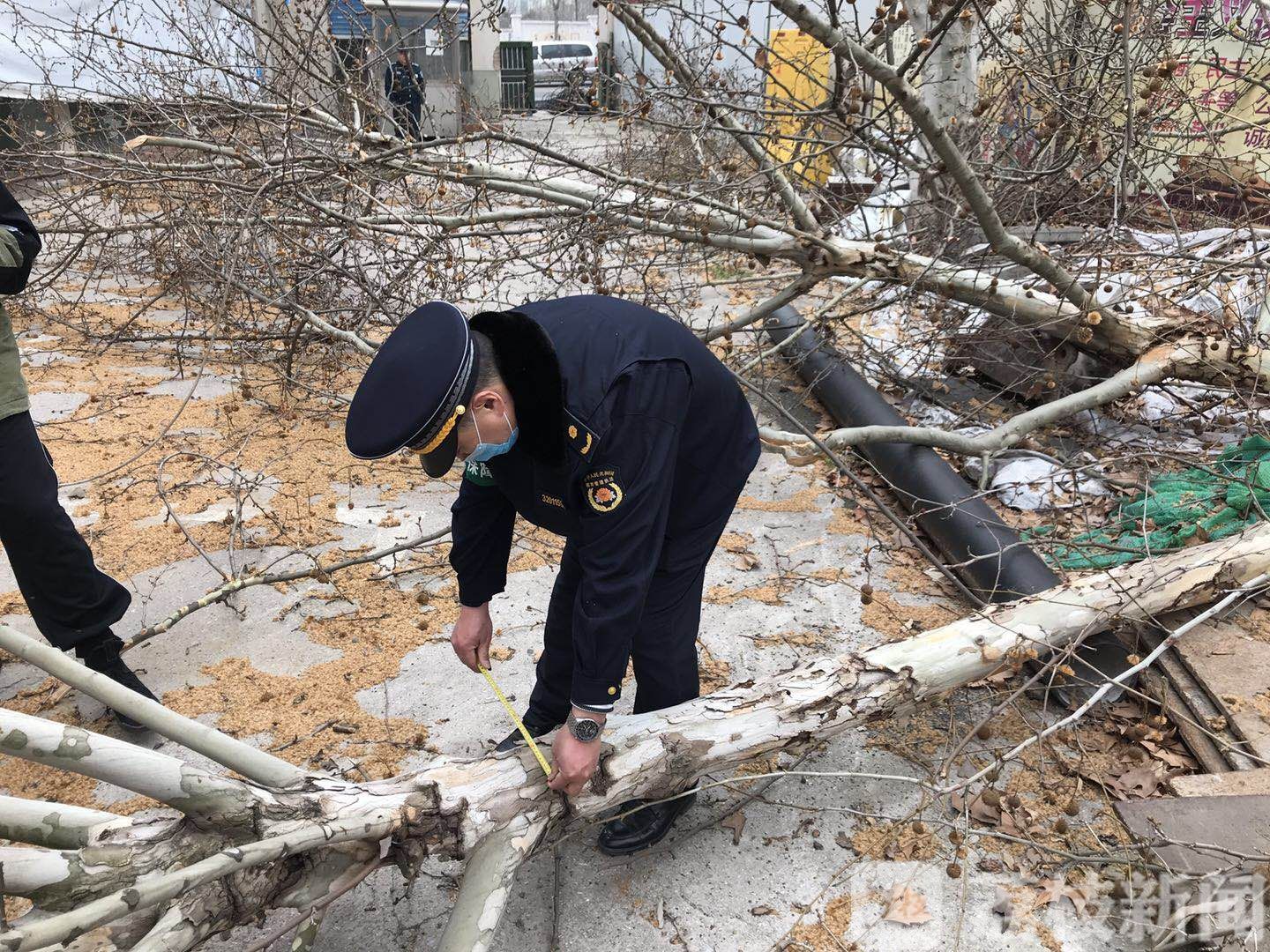 ■无手续就大修剪梧桐树，一家单位因毁绿被中华门城管查处