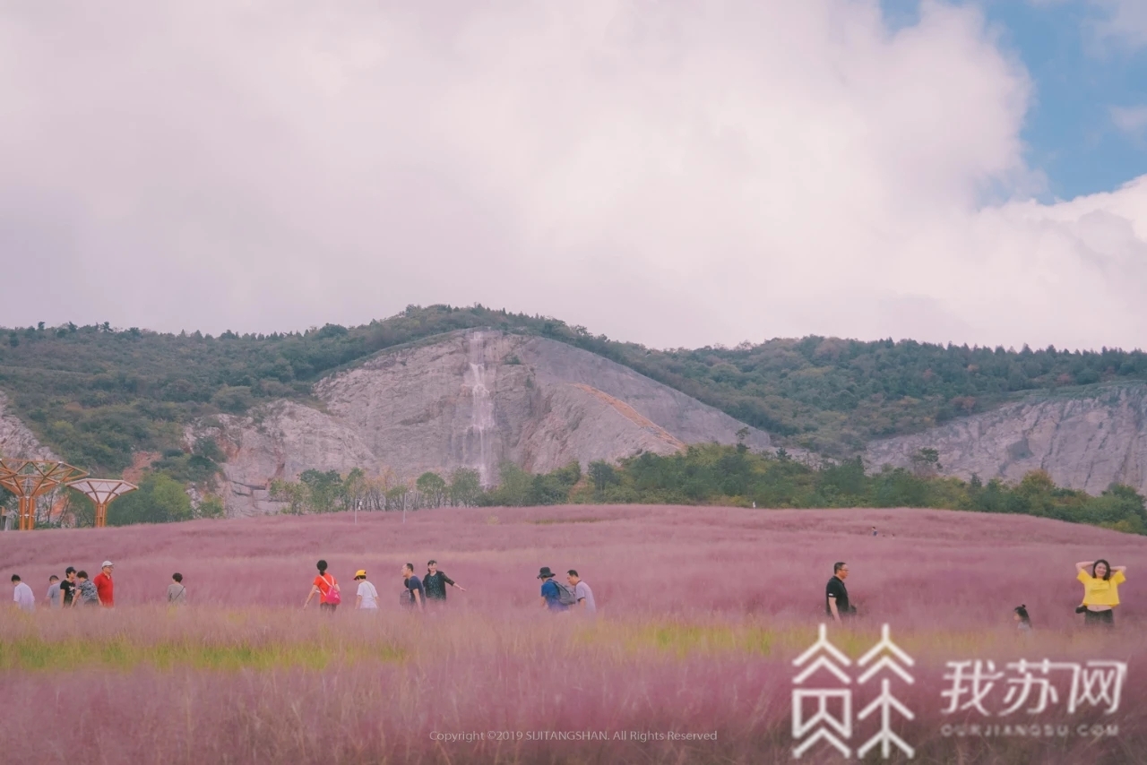 乱子■这里的粉黛乱子草开啦！错过这片粉红，又要等一年