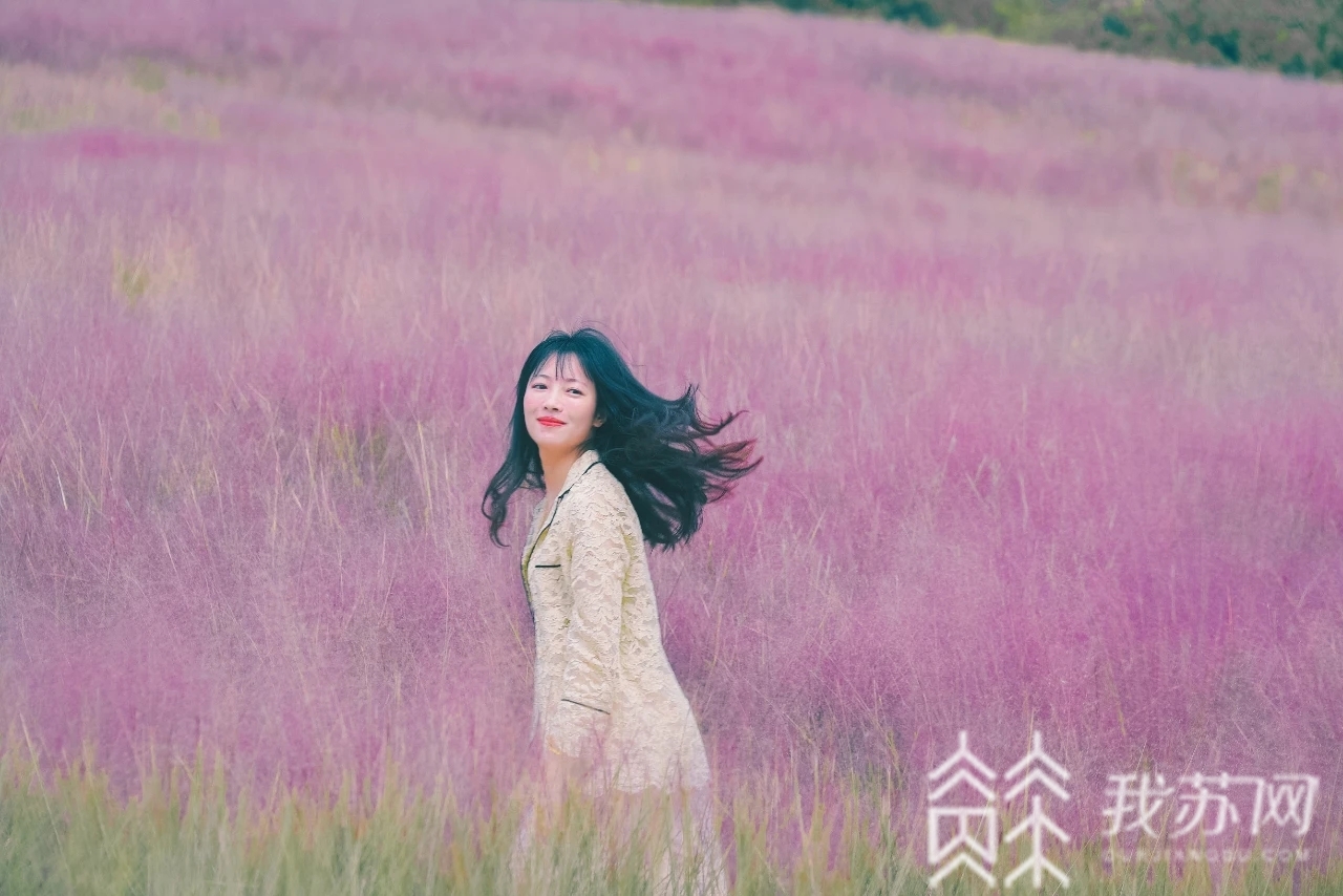 乱子■这里的粉黛乱子草开啦！错过这片粉红，又要等一年