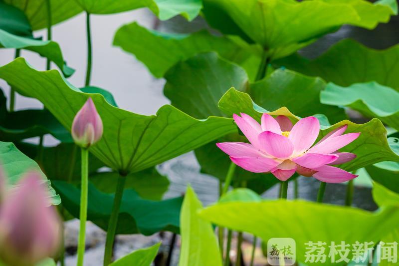 玄武湖■ 2020玄武湖荷花节开幕 又是一年赏荷季