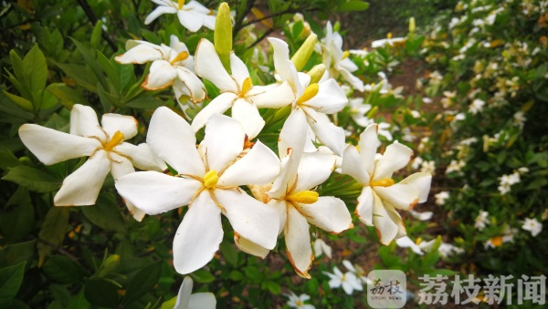 南京溧水万亩山栀花盛放