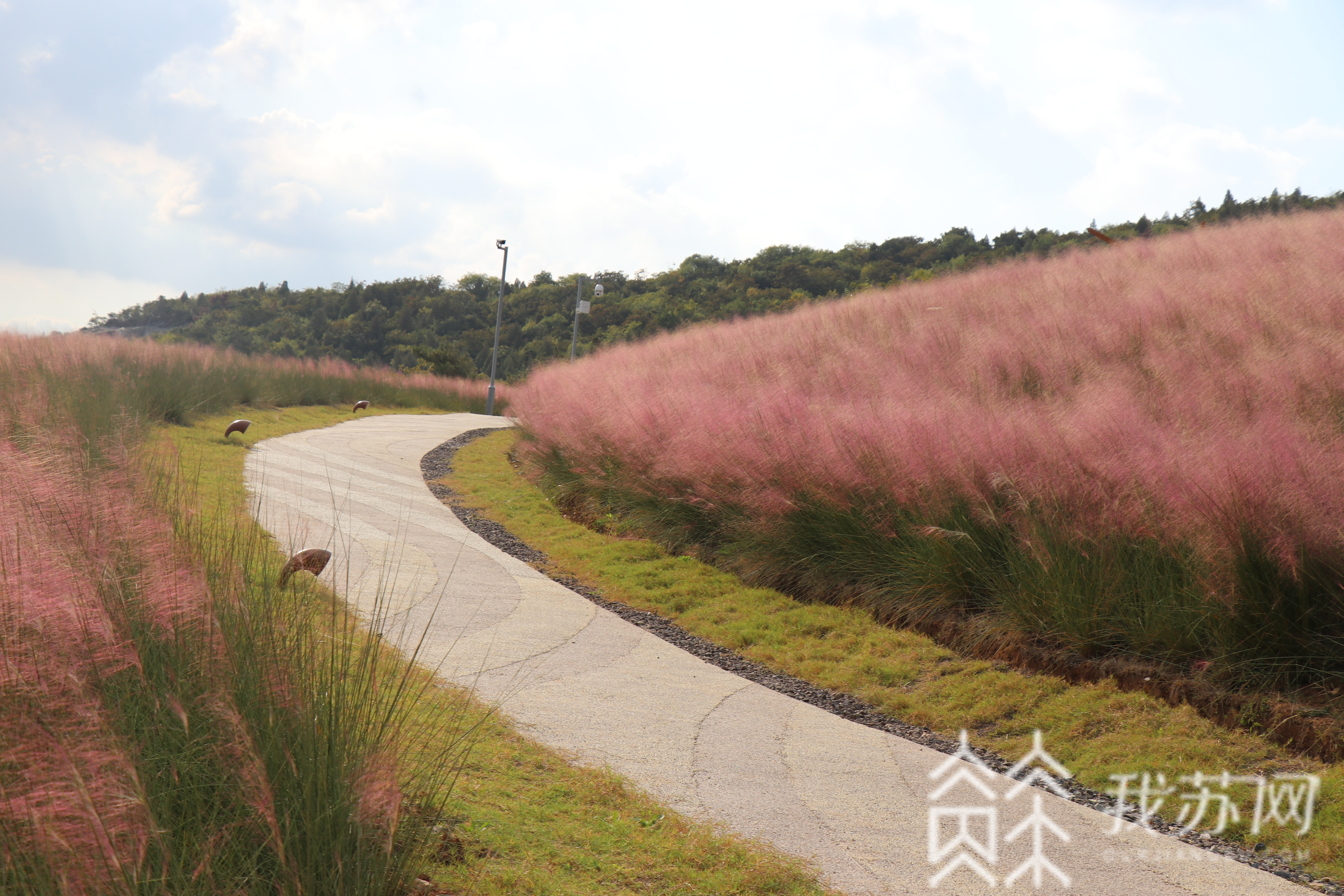 乱子■这里的粉黛乱子草开啦！错过这片粉红，又要等一年
