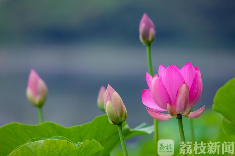 玄武湖■ 2020玄武湖荷花节开幕 又是一年赏荷季