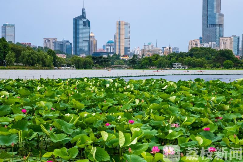 玄武湖■ 2020玄武湖荷花节开幕 又是一年赏荷季
