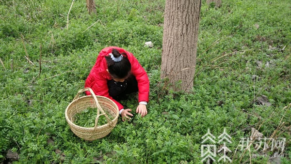 来挖野菜啦!市民"采摘尝鲜"乐在其中