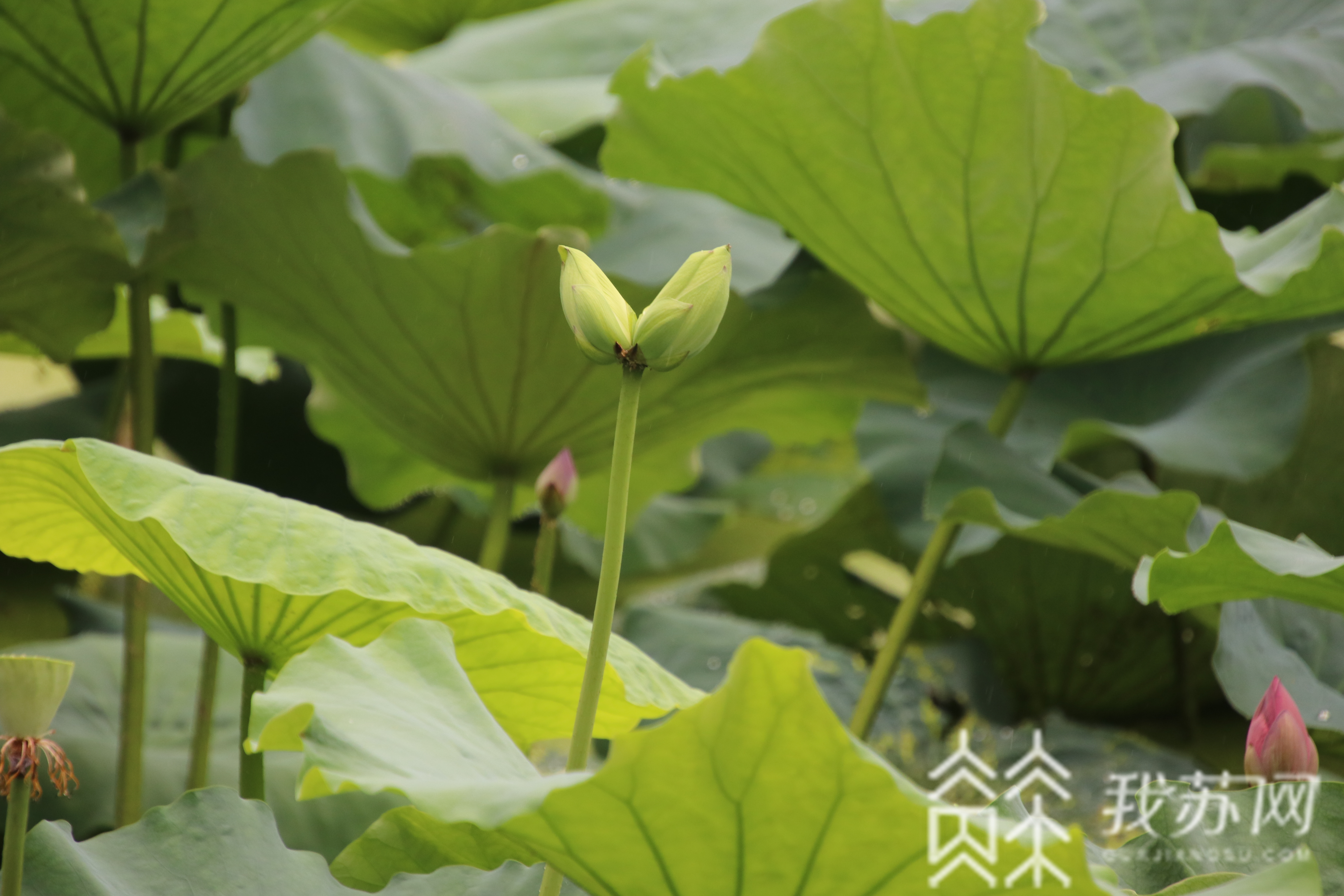 并蒂莲■时隔八年，南京莫愁湖白色并蒂莲回来了