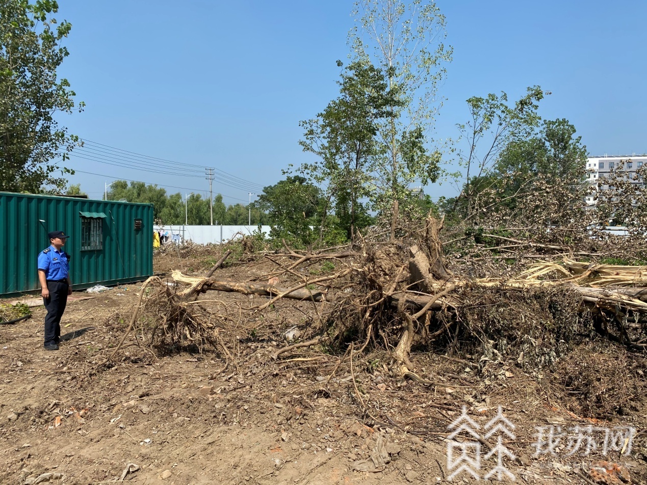 城市■注意!擅自砍伐城市树木属违法行为