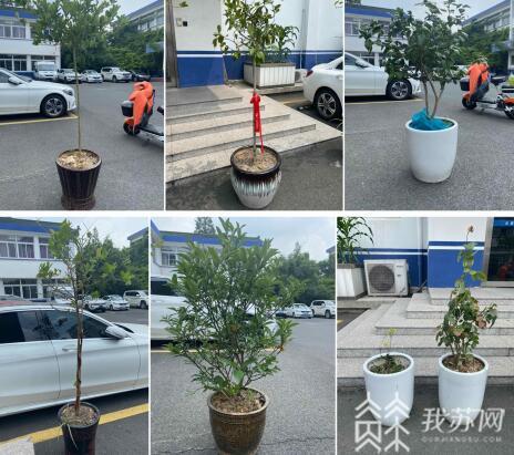 [偷窃]警方抓获一对亲家“偷花贼”！ “出去转转”成偷窃暗号