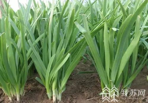 「食品」这6批次不合格产品看过来 江苏省市场监管局食品抽检