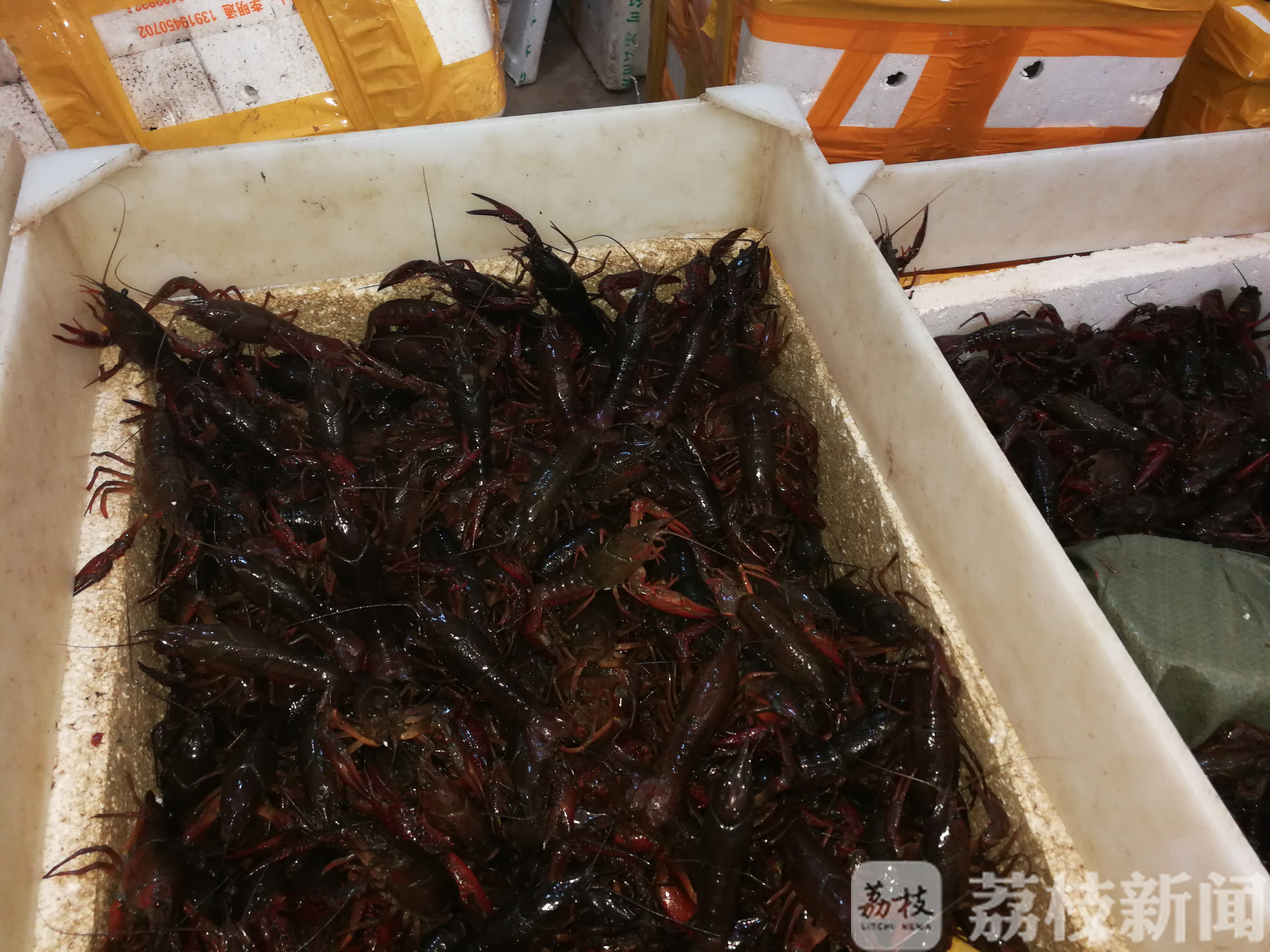 『』 催热了餐饮市场 小龙虾开始大量上市