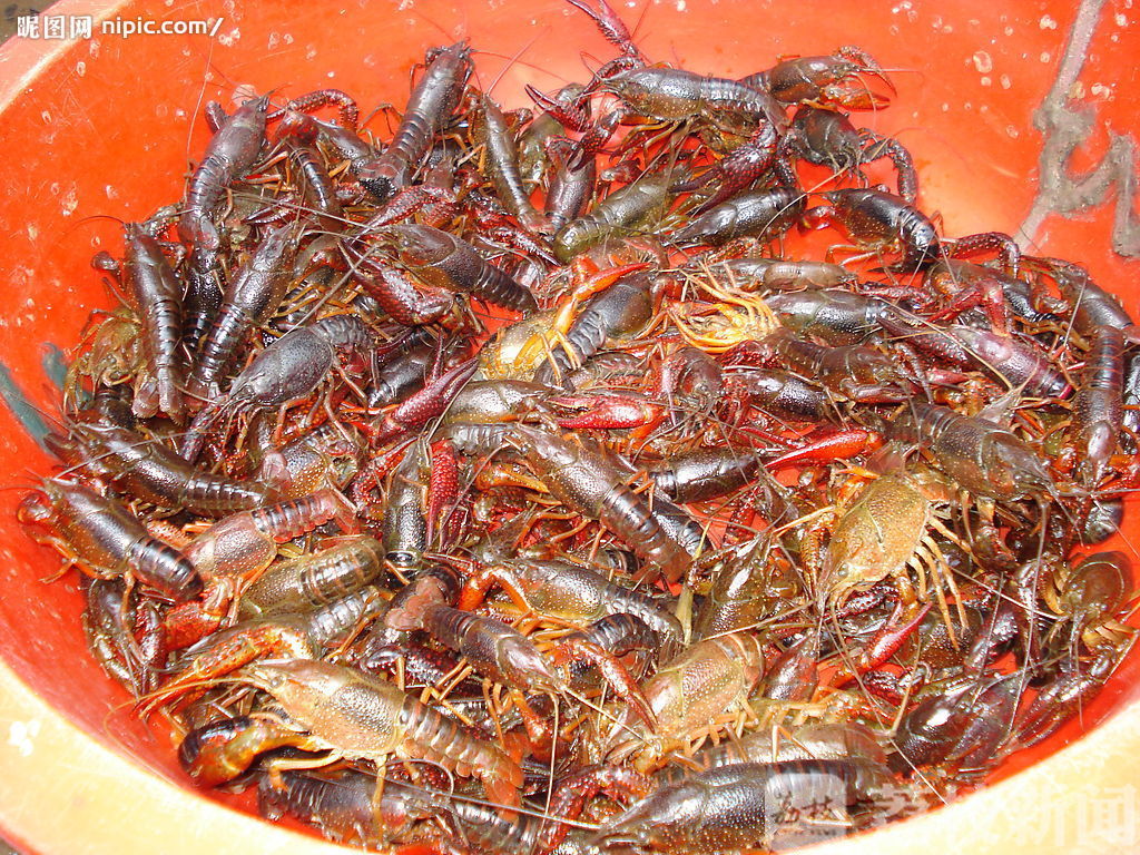 『』 催热了餐饮市场 小龙虾开始大量上市