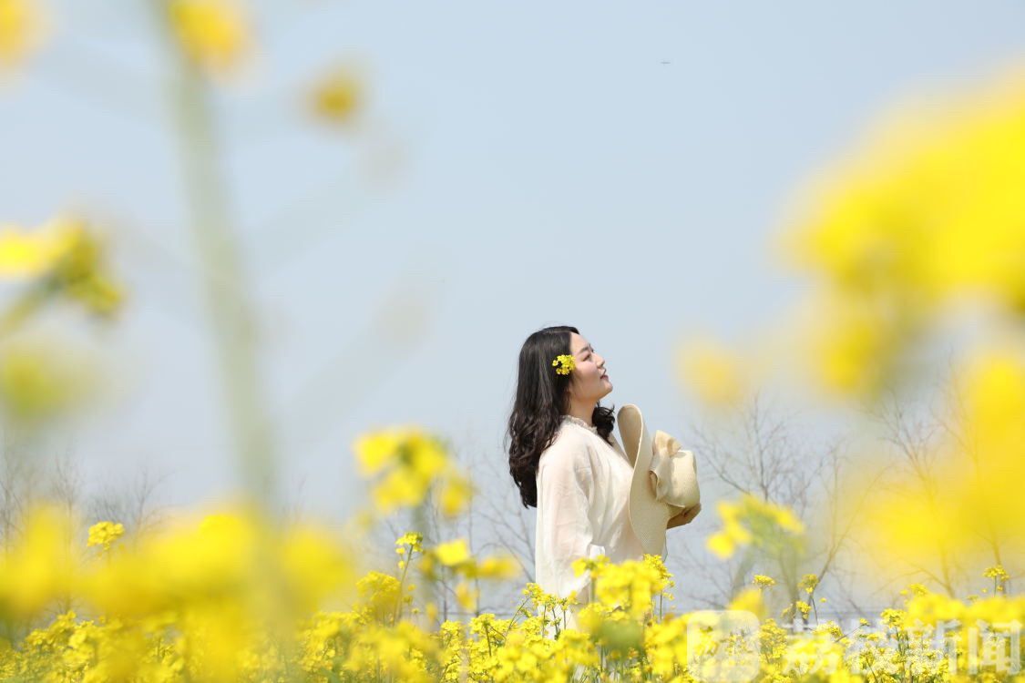 「油菜花」 江苏这些油菜花海迎来盛花期 春天的“黄金海”又来了