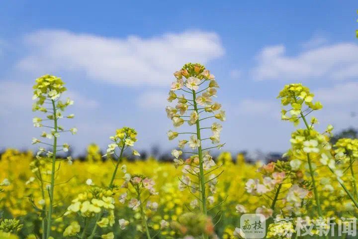 「油菜花」 江苏这些油菜花海迎来盛花期 春天的“黄金海”又来了