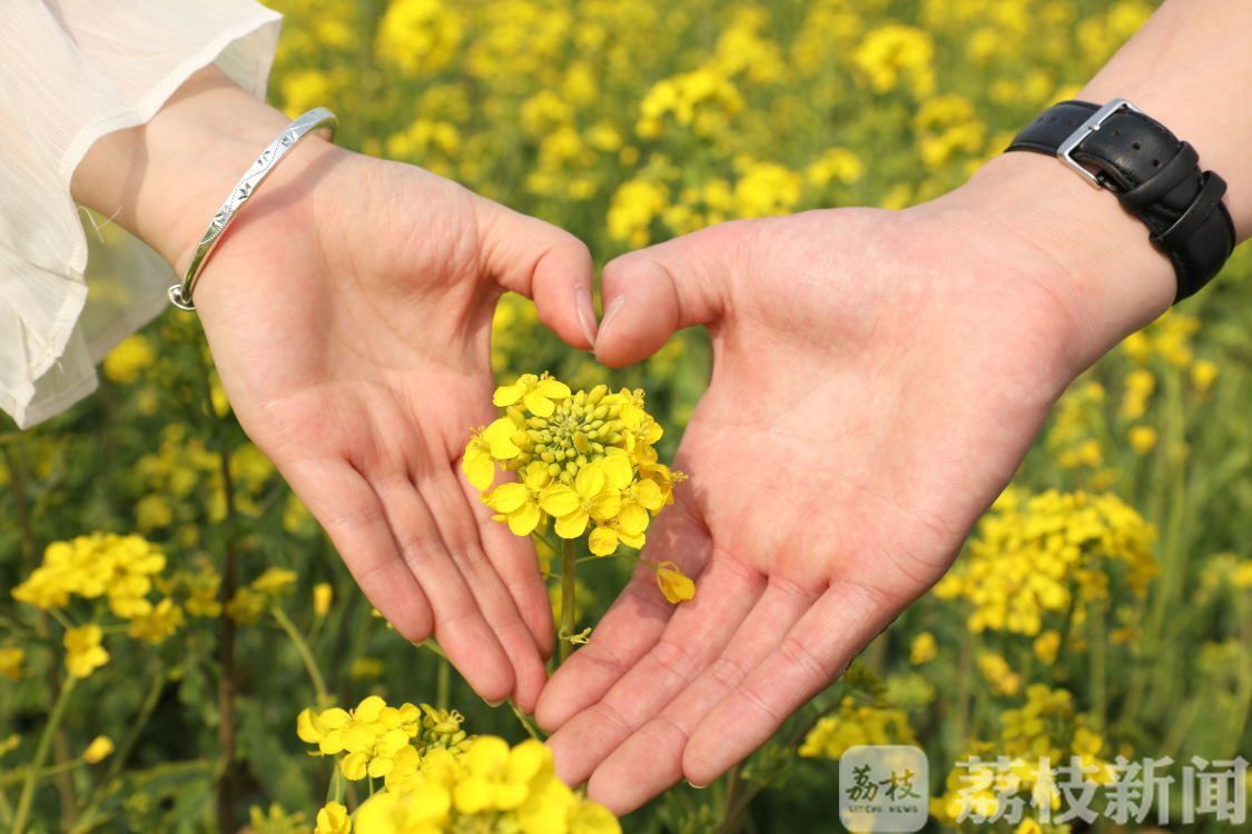 「油菜花」 江苏这些油菜花海迎来盛花期 春天的“黄金海”又来了