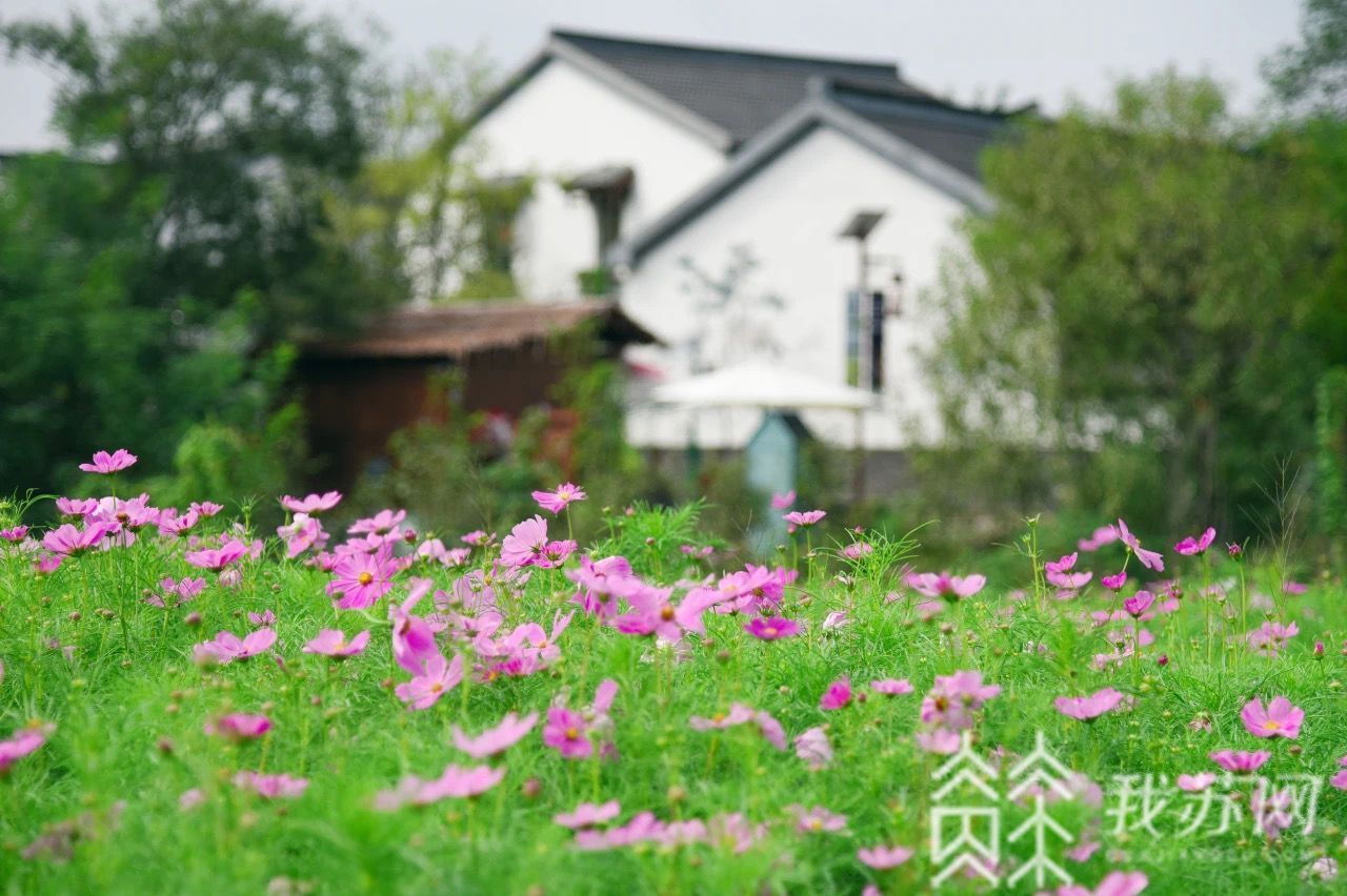 『假期』 江苏旅游市场繁荣有序 超长假期